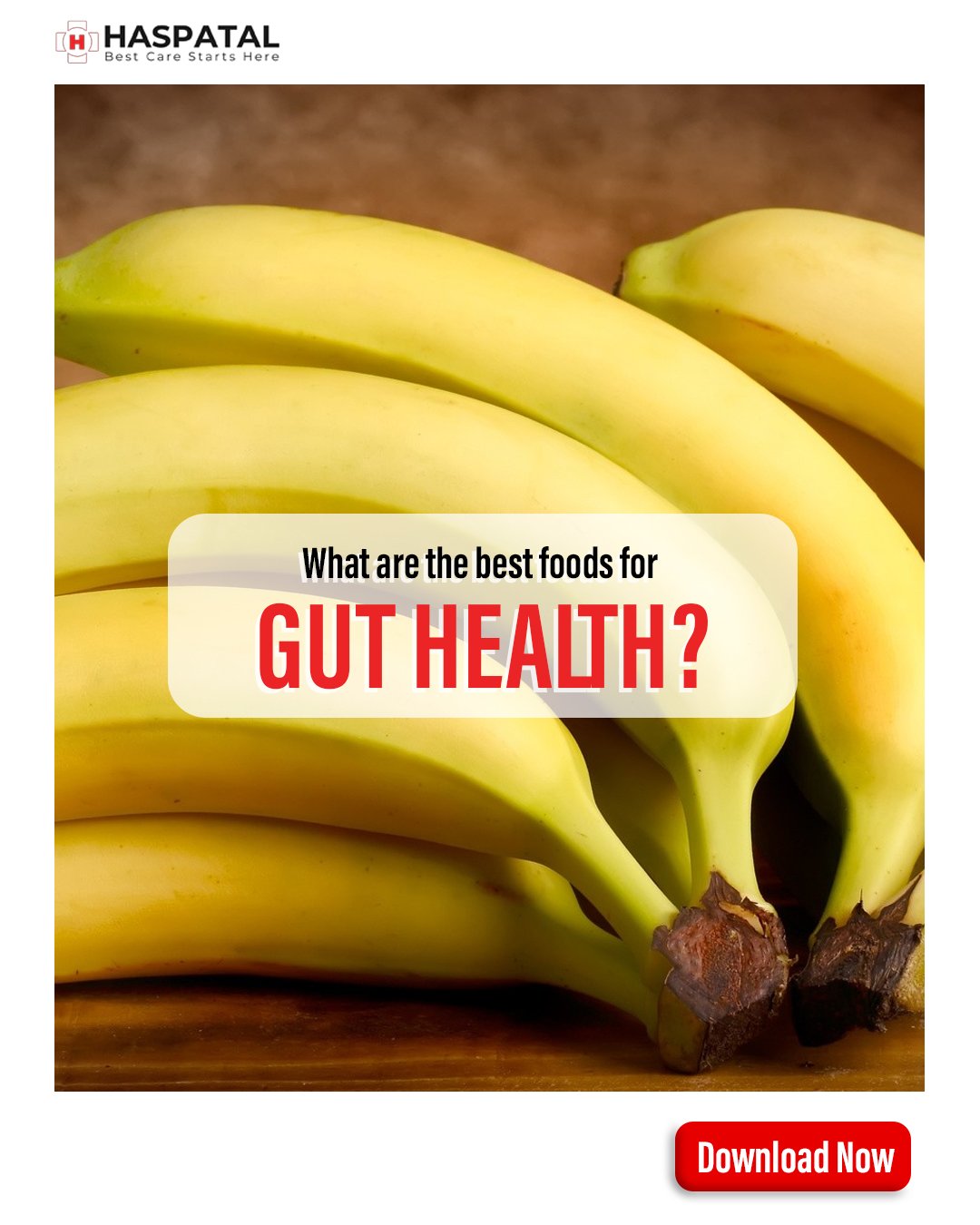 what-are-the-best-foods-for-gut-health-haspatal-app